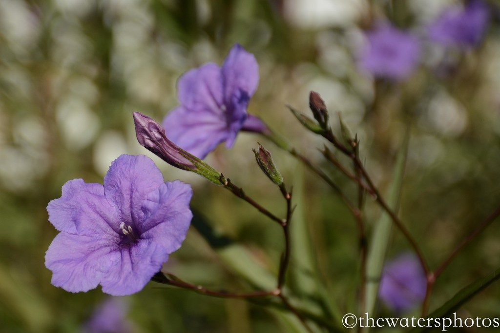 Mexican petunias by thewatersphotos