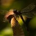 Dragonfly! by rickster549