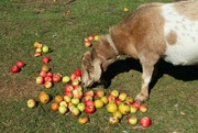 1st Oct 2016 - Apples for the Goat