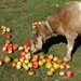 Apples for the Goat by deborahsimmerman