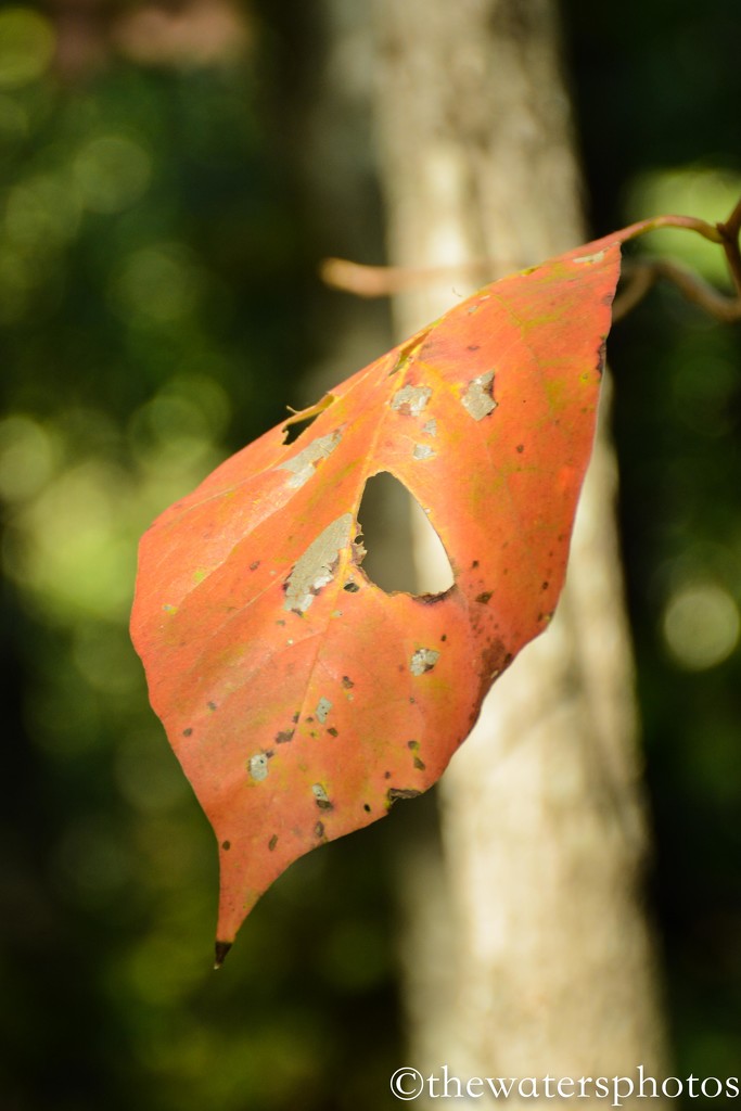 Leaf by thewatersphotos