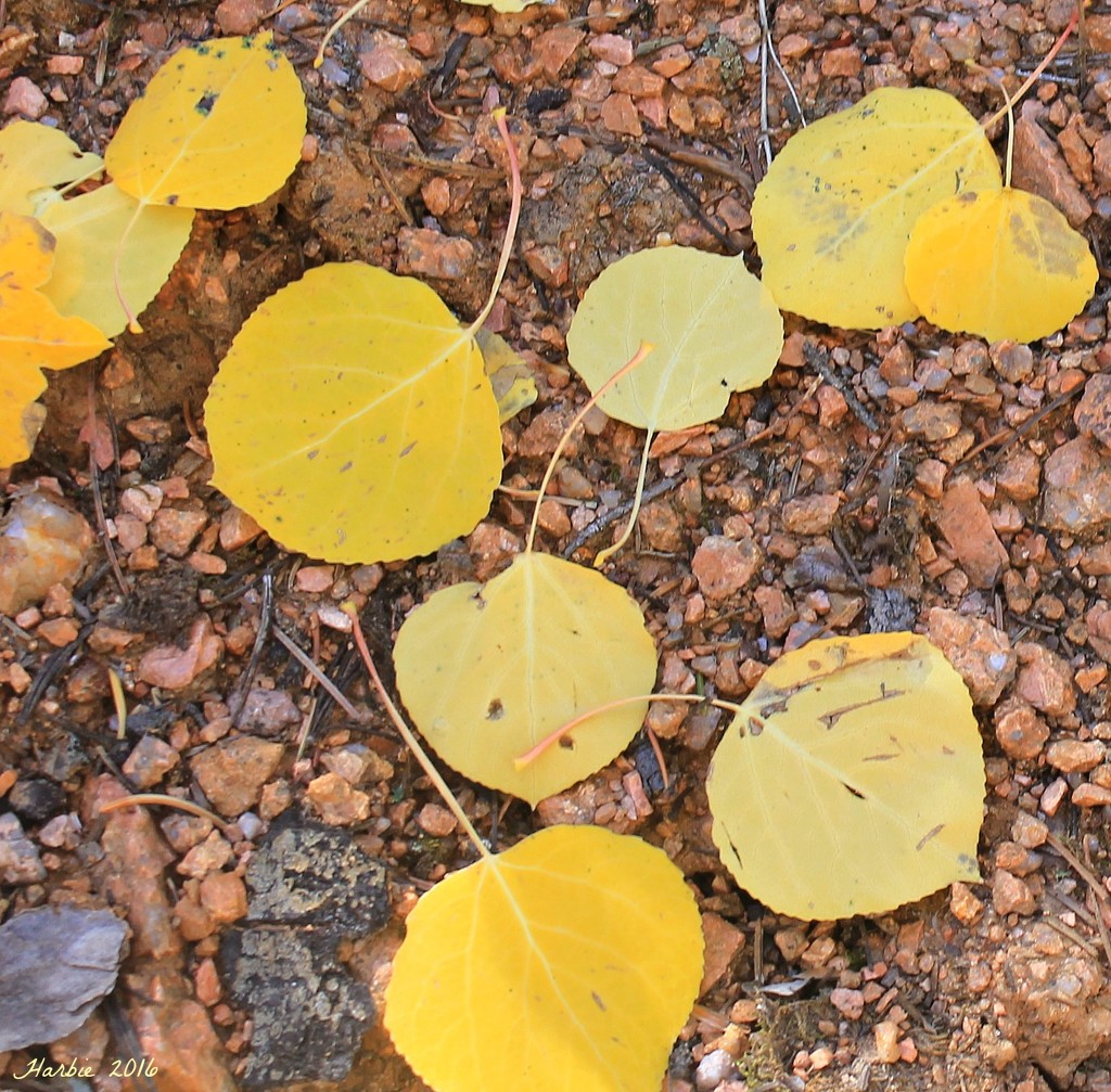 Aspen Leaves by harbie