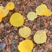 Aspen Leaves by harbie