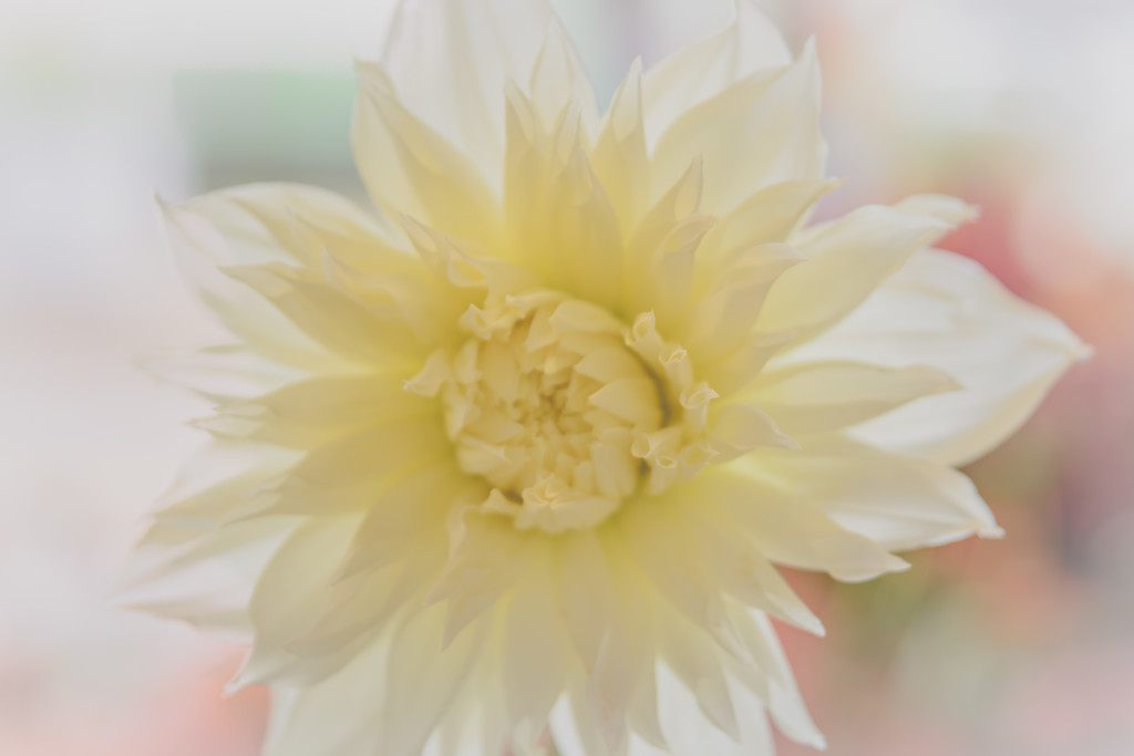 white dahlia by jackies365