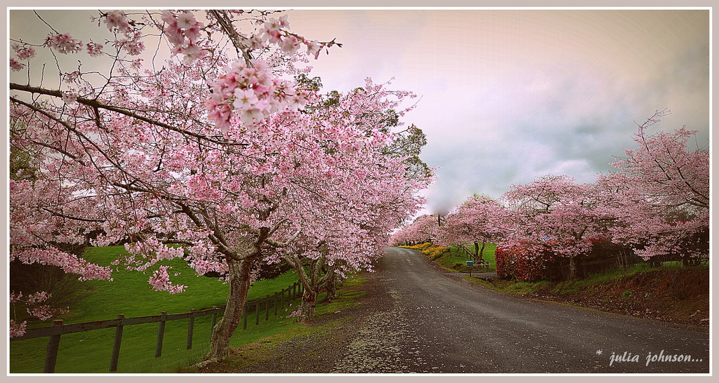 Cherry Tree Lane... by julzmaioro