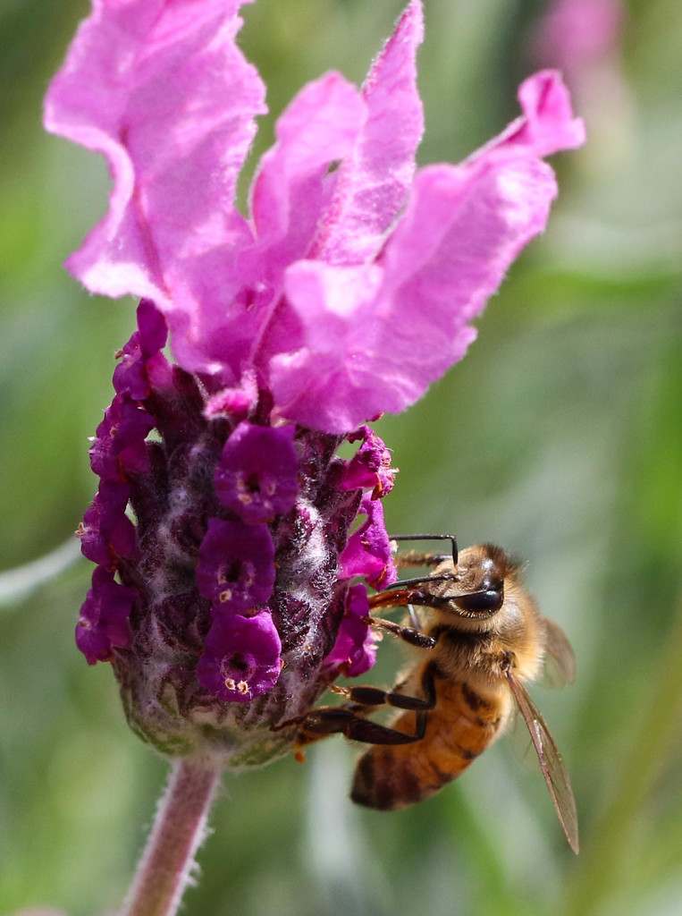 Bee-autiful Lavender by flyrobin