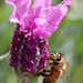 Bee-autiful Lavender by flyrobin