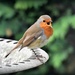 My friend the robin by rosiekind