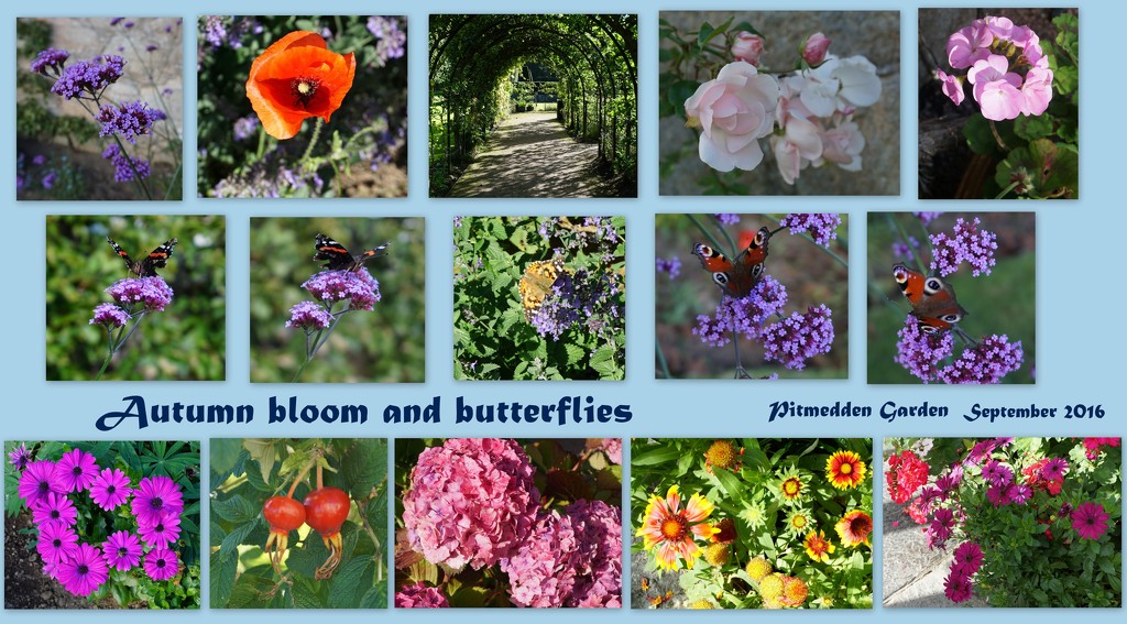 Pitmedden blooms and butterflies by sarah19