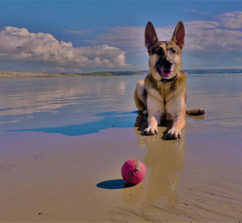 The beach, the ball and the dog by rubyshepherd