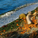 Fall Leaves On The Beach by seattlite