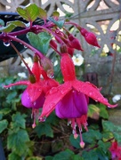 2nd Oct 2016 - Fuchsias and dewdrops 