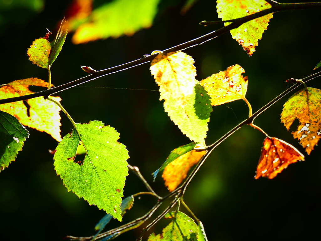 Sunshine & Autumn Leaves by carole_sandford
