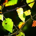 Sunshine & Autumn Leaves by carole_sandford