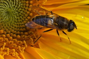 29th Sep 2016 - HOVER-FLY ENJOYING THE SUN