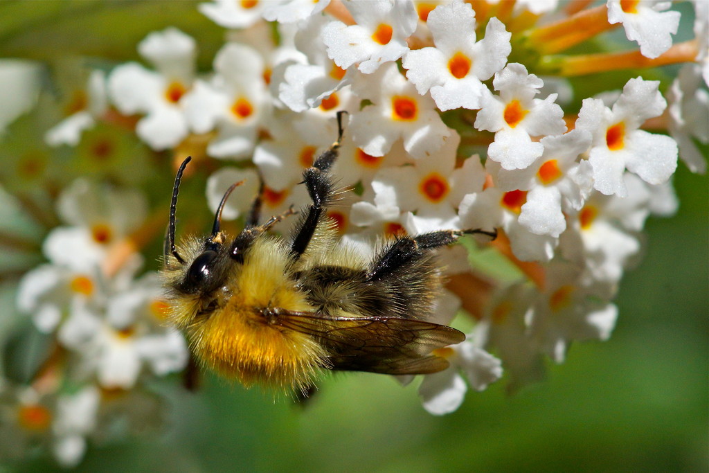 BEE AND BUDDLEJA by markp