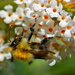 BEE AND BUDDLEJA by markp