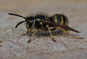 29th Sep 2016 - RESTING WASP