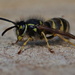 RESTING WASP by markp