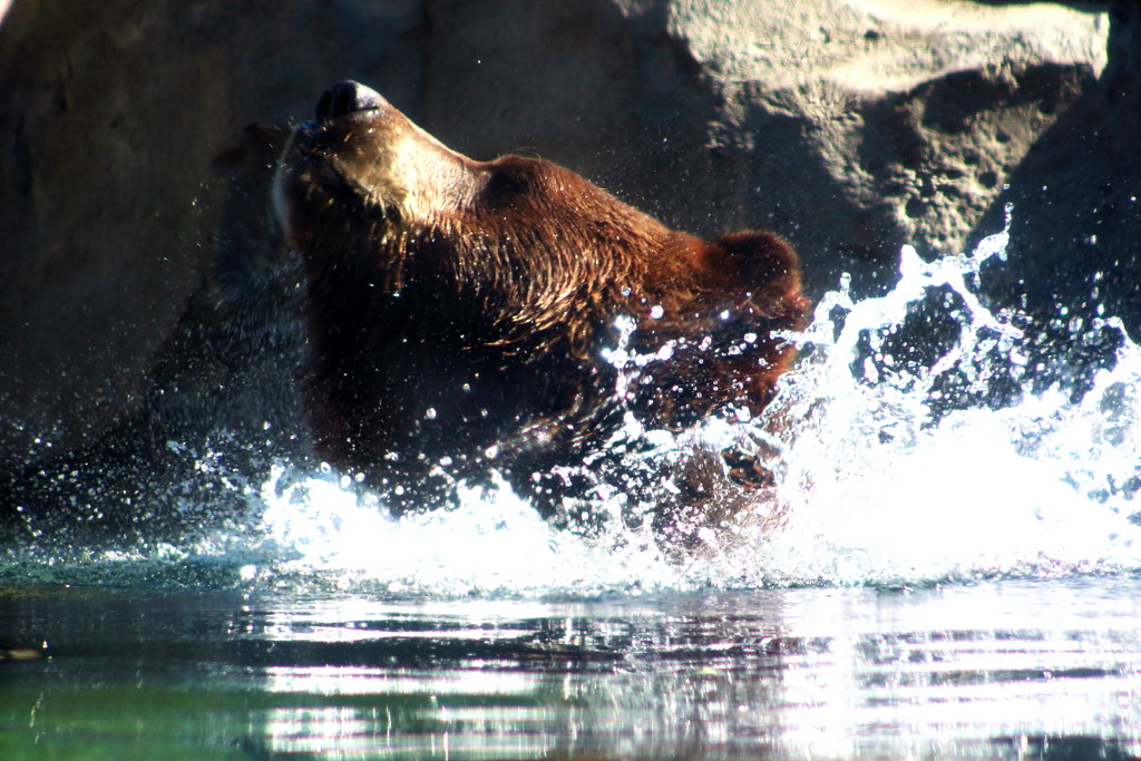 Swimming Bear by randy23