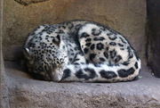 28th Sep 2016 - Snow Leopard 