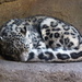 Snow Leopard  by randy23