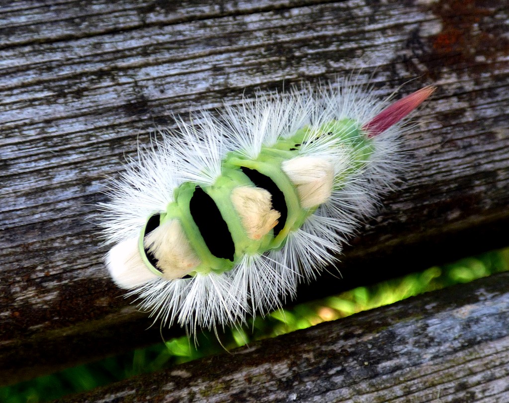 Pale Tussock moth caterpillar - Calliteara pudibunda by julienne1