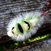 Pale Tussock moth caterpillar - Calliteara pudibunda by julienne1