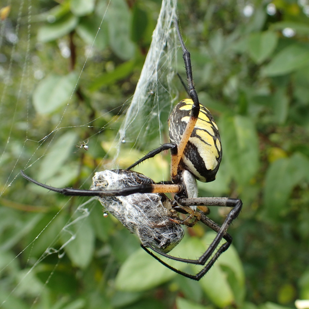 Big spider, big prey by cjwhite
