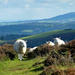 The Long-mynd Shropshire.... by snowy