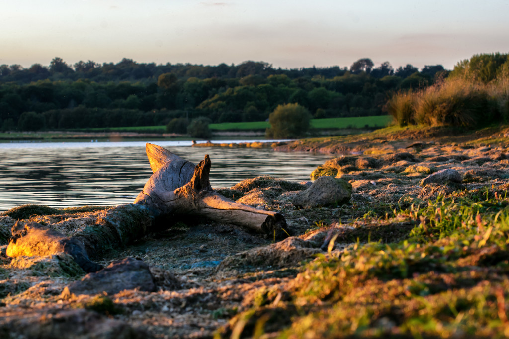 Driftwood  by rjb71