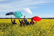 24th Sep 2016 - Brolly girls dancing in canola