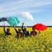 Brolly girls dancing in canola by gilbertwood