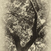 Water Oak by ingrid01