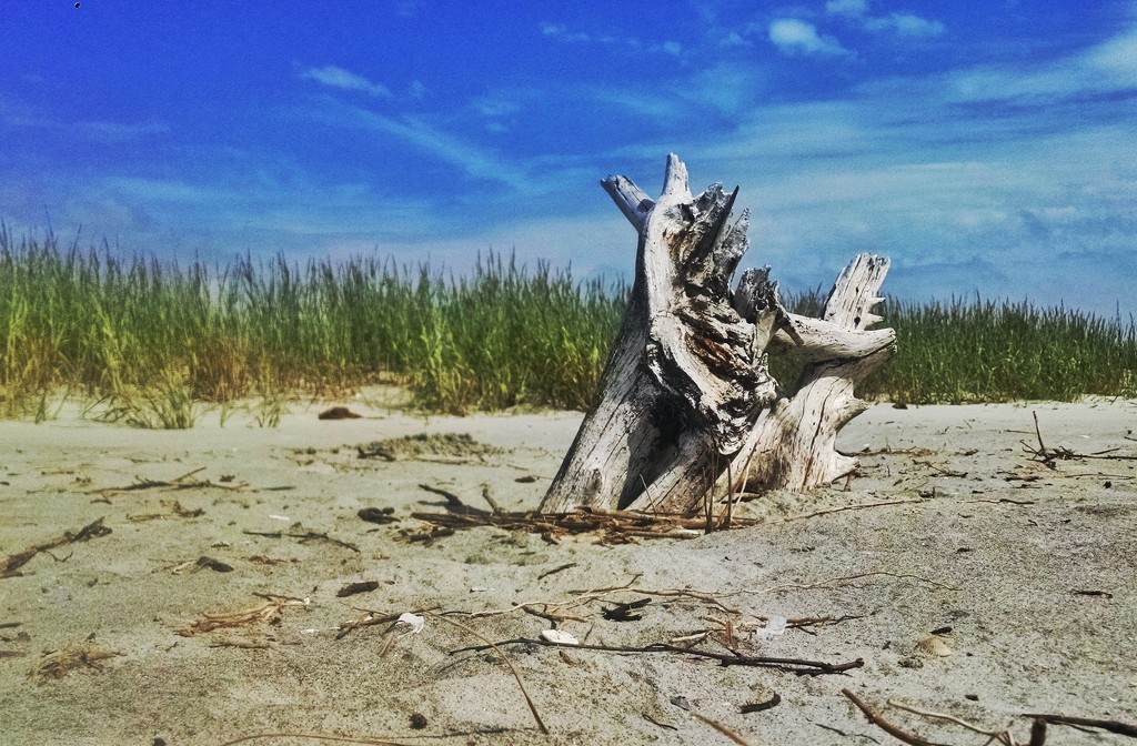 Drift wood or dead tree by scottmurr