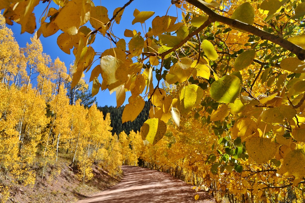 Fall in Colorado  by dmdfday