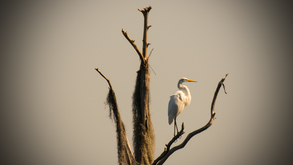Proud Egret! by rickster549