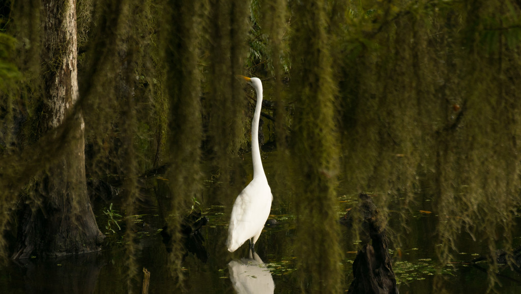 Egret in the Moss! by rickster549