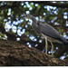 Heron up a tree by rustymonkey