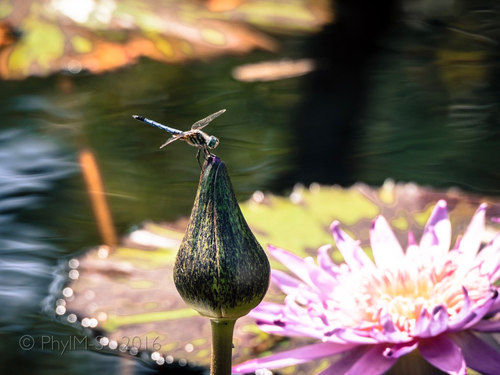 Hello Lotus Blossom! by elatedpixie