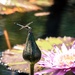 Hello Lotus Blossom! by elatedpixie
