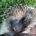 RIP sweet hedgehog..... by anne2013