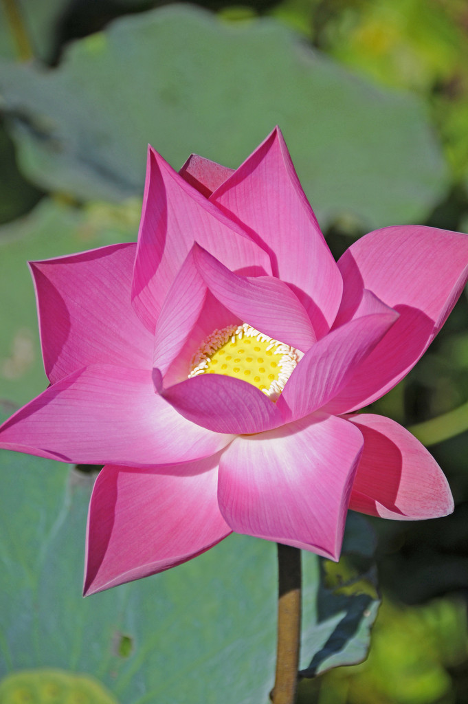 Lotus Flower in full bloom by ianjb21