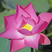Lotus Flower in full bloom by ianjb21
