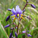 Tasmanian Flax Lily by onewing