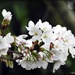 White blossom by yorkshirekiwi