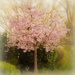 Spring Blossom by nickspicsnz