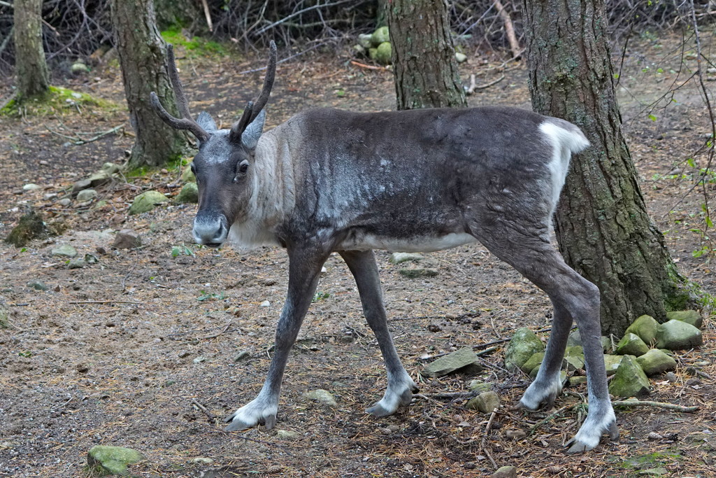 FOREST REINDEER by markp