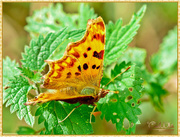 3rd Oct 2016 - Comma Butterfly