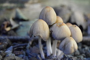 2nd Oct 2016 - Mushrooms